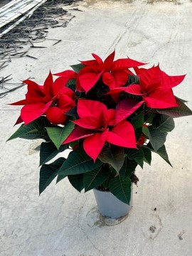 POINSETTIA (SOLO ROSSA) D. 17 H. 70 CM