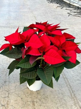 POINSETTIA D. 14 CM