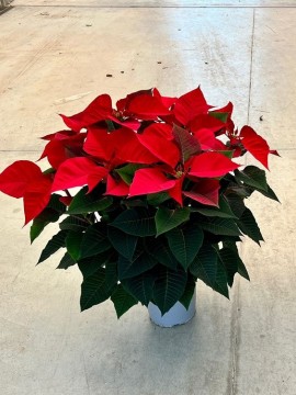 POINSETTIA D. 19 CM H. 80 CM