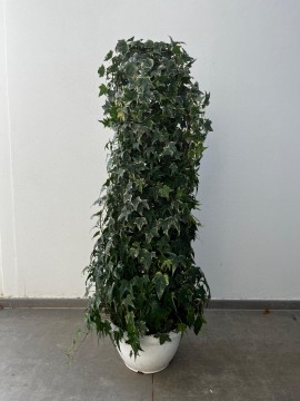 HEDERA COLONNA D. 30 H. 110 CM