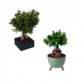 Bonsai Ficus Ginseng 1000 Gr