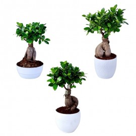 Bonsai Ficus Ginseng 500 Gr