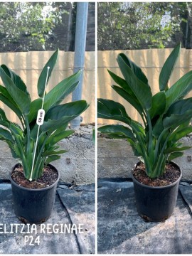 STRELITZIA REGINAE D. 24 CM