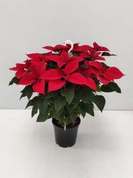 POINSETTIA D.21 CM H. 100 CM