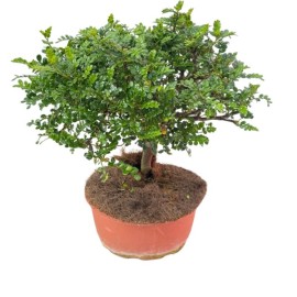 Piante Verdi Da Interno