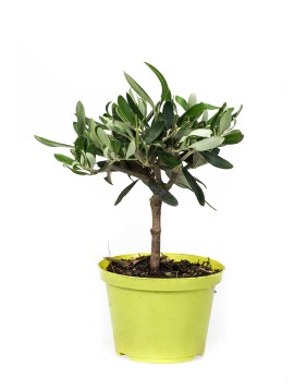 OLIVO BONSAI IN VASO PLASTICA D.10 H. 20 CM 