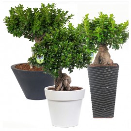 Bonsai Ficus Ginseng 5000 G