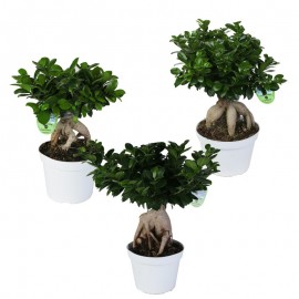 Bonsai Ficus Ginseng In Vaso Plastica