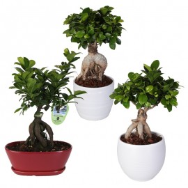 Bonsai Ficus Ginseng 250 Gr