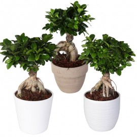 Bonsai Ficus Ginseng 400 Gr