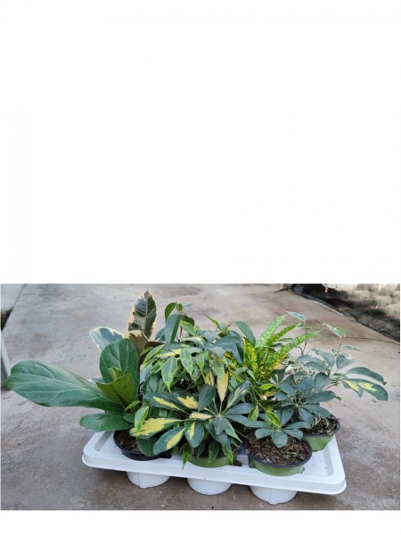 Piante tropicali da interno ed esterno Paganopiante, piante verdi, piante  ornamentali, piante grasse