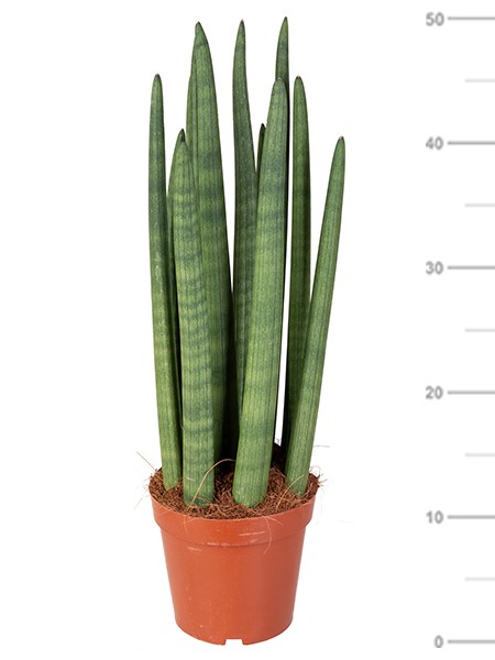 Sansevieria Cylindrica artificiale KICHIRO in vaso decorativo