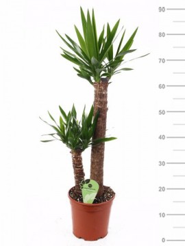 YUCCA SET 60/30 IN CONTAINER D. 19  H. 90 CM