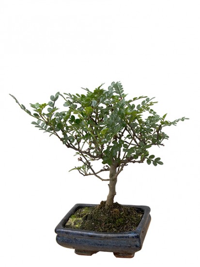 BONSAI CARMONA  D. 15 H. 25/35 CM