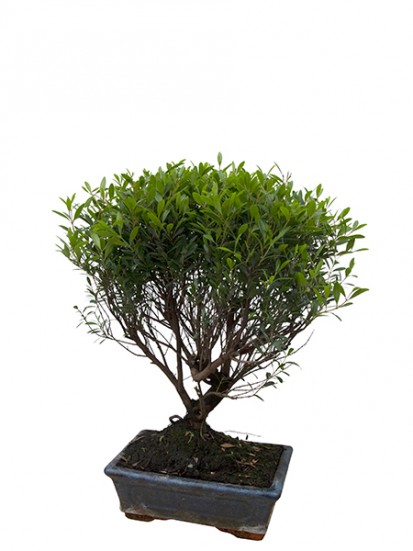 BONSAI CARMONA  D. 15 H. 25/35 CM