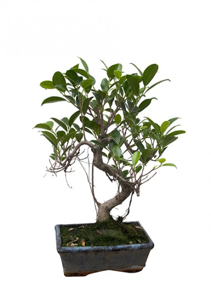 BONSAI CARMONA  D. 15 H. 25/35 CM