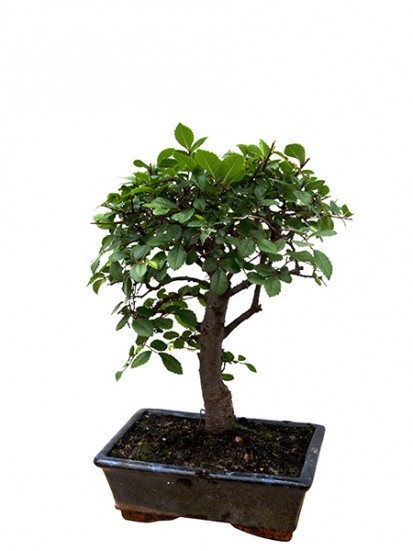 BONSAI CARMONA  D. 15 H. 25/35 CM