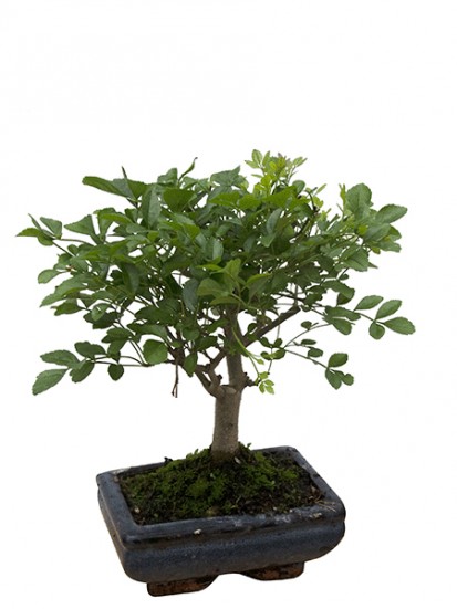 BONSAI CARMONA  D. 15 H. 25/35 CM