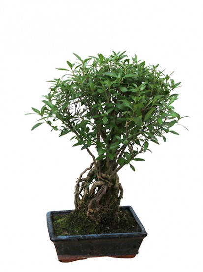 BONSAI CARMONA  D. 15 H. 25/35 CM