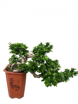 FICUS MICROCARPA WATERFALL