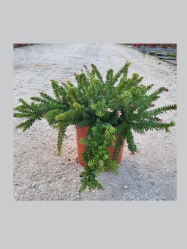 GREVILLEA MOUNT TAMBORITHA D. 24 CM (FOTO INDICATIVA)