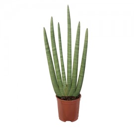 Sansevieria Cylindrica In Vaso Plastica