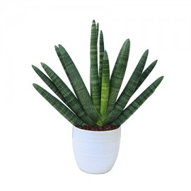 Sansevieria Cylindrica In Vaso Ceramica