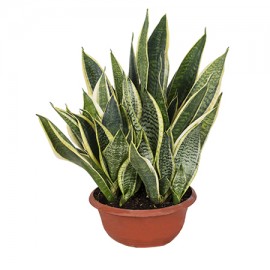 Sansevieria Mix In Vaso Plastica