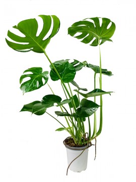 MONSTERA DELICIOSA D. 17 H. 70 CM