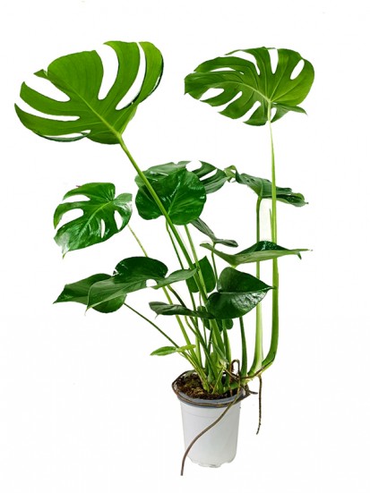 MONSTERA DELICIOSA D. 17 H. 70 CM