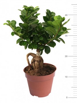 BONSAI F. GINSENG 250 g IN CONTAINER D. 14 H. 40 CM