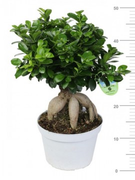 BONSAI F. GINSENG 400 g IN CONTAINER D. 16 H. 45 CM