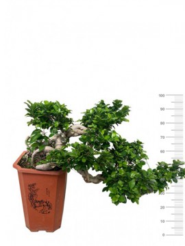 FICUS MICROCARPA WATERFALL