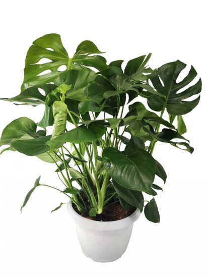 MONSTERA PHILODENDRO DELICIOSA D. 35 H 100 CM