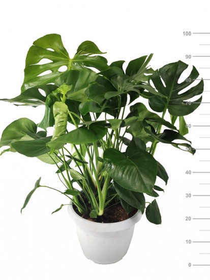 MONSTERA PHILODENDRO DELICIOSA D. 35 H 100 CM