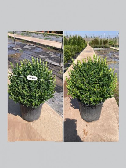 BUXUS PALLA  D. 40 CHIOMA 50 CM